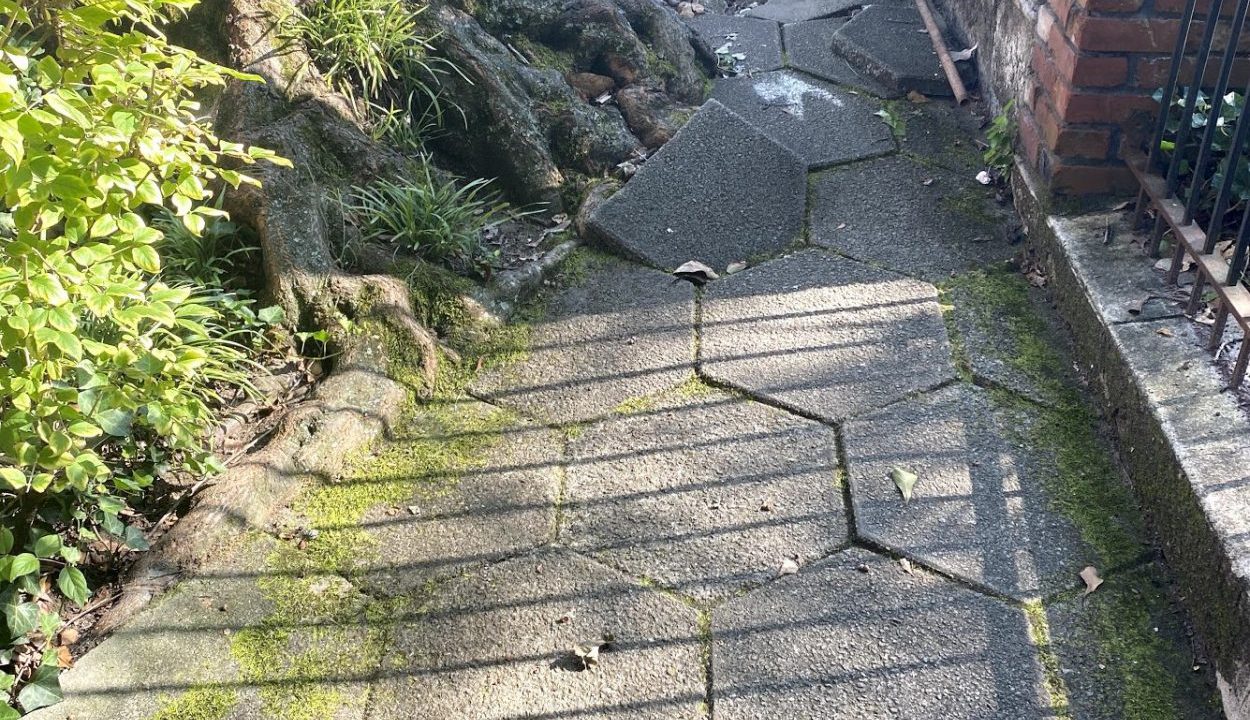 Broken Sidewalk and Tree