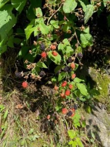 Wild blackberries growing on a bush